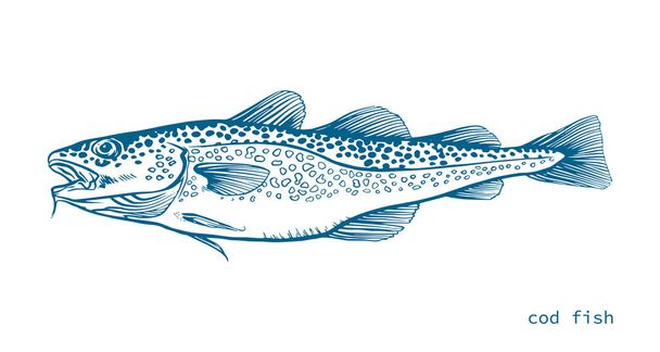 Modrý inkoust Ručně kreslený vektor ilustrace mořčáka evropského (lubina) na bílém pozadí - Vektor, obrázek