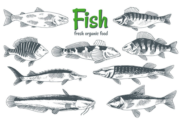 Hand drawn vector fishes. Fish and seafood products store poster. Can use as restaurant fish menu or fishing club banner. Sketch trout, carp, tuna, herring, flounder, anchovy - Vector, Image