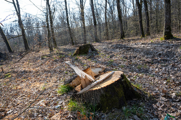 Illegale houtkap en verwijdering van bossen. gekapte stompen - Foto, afbeelding