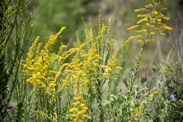 Solidago chilensis shrubs. Very showy invasive plant, weed of pastures, vacant lots, roadsides and occasionally perennial crops, orchards and coffee plantations. - Photo, Image