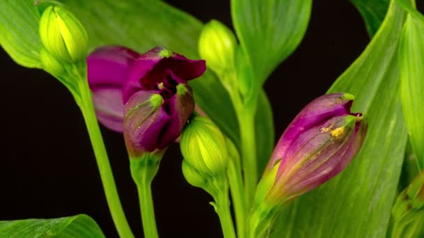 Timelapse video of a alstroemeria or Peruvian lily growing, blooming and blossoming on a dark background. Alstroemeria flower blossoming time lapse - Footage, Video