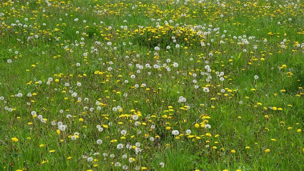 タンポポの花は春の牧草地で成長します。背景. - 写真・画像