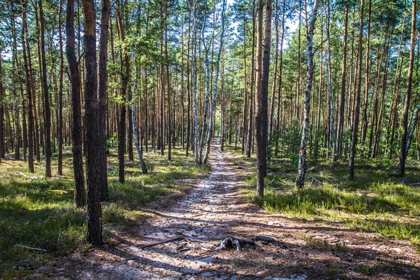 Pine trees in a forest in the summer - Fotoğraf, Görsel
