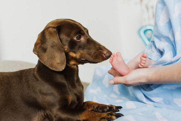 The dog sniffs the foot of a newborn. - Φωτογραφία, εικόνα