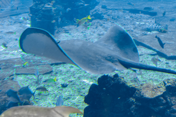 Στινγκ Ρέι κολυμπά κάτω από το νερό. Το σαλάχι (Bathytoshia brevicaudata) είναι ένα κοινό είδος σαλάχι στην οικογένεια των Dasyatidae. Atlantis, Sanya, νησί Hainan, Κίνα. - Φωτογραφία, εικόνα