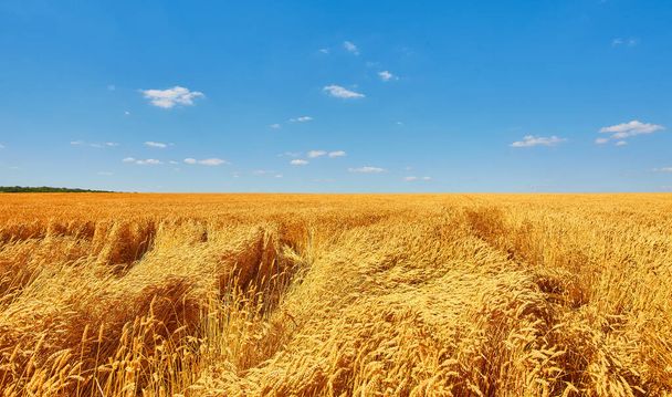Field of Golden wheat under the blue sky and clouds - Photo, Image