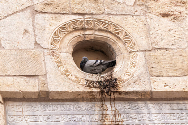 İsrail 'in Kudüs kentindeki Tapınak Dağı yakınlarındaki bir Arap bölgesindeki bir evin duvarında bir güvercin oturuyor. - Fotoğraf, Görsel