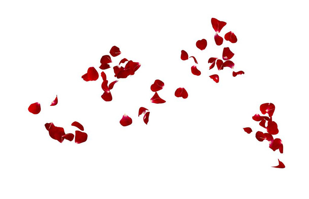 Vörös rózsaszirmok repülnek a levegőben. Elszigetelt fehér háttér - Fotó, kép