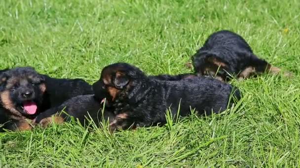 クローズアップ小さな黒いドイツの羊飼いの子犬は緑の草の中で1つずつクロール - 映像、動画
