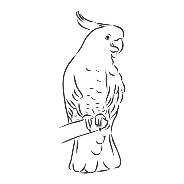 macaw parrot ara illustration coloring page - Vetor, Imagem