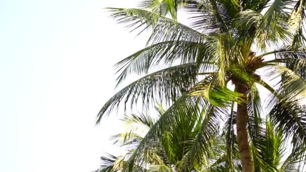 Rüzgar palmiye yapraklarının arasından eser ve hafifçe el sallarlar. - Video, Çekim