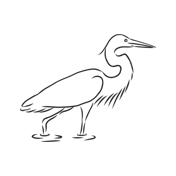 Hand drawn realistic sketch of rufous night heron perched on a branch - Vector, Image