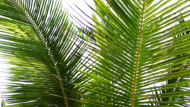 Boční pohled na vítr pohybující se listy palmy - Záběry, video