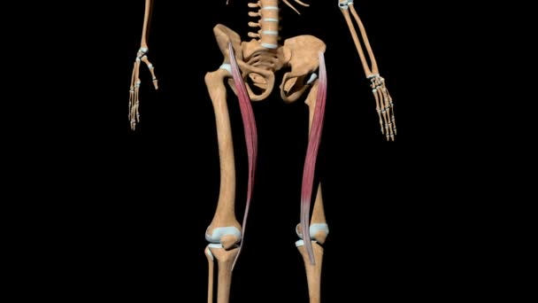 Ten film pokazuje mięśnie sartoriusa na szkielecie. - Materiał filmowy, wideo