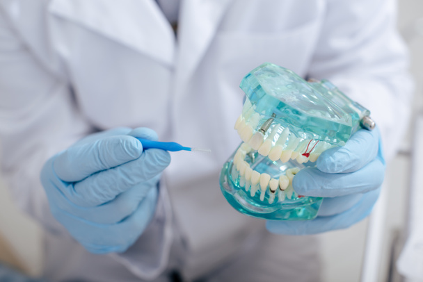 обрезанный вид врача, держащего щетку для чистки зубов рядом с моделью
  - Фото, изображение