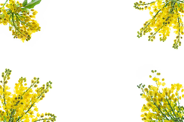 Pattern made of yellow blossom flowers on white background, isolated. - Foto, imagen