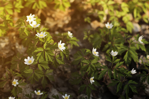 Valkoinen anemoni kukkia herääminen kevään metsässä. Ensimmäiset kukat aikaisin keväällä kirkkaan valon luonto metsä tausta. lähikuva ensimmäinen valkoinen kevät metsä anemone. valikoiva kohdentaminen. kopioi tila
. - Valokuva, kuva