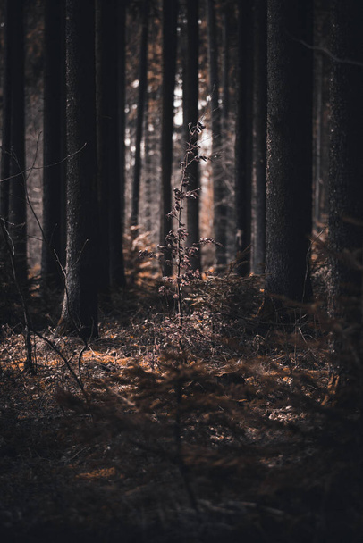 Some trees in the forest stand alone - Foto, afbeelding