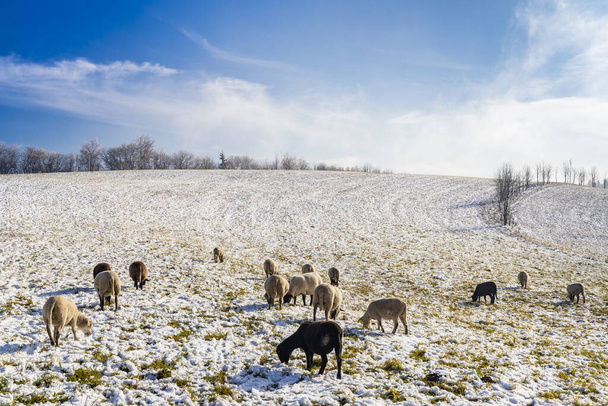 Schafe in Orlicke hory, Ostböhmen, Tschechische Republik - Foto, Bild