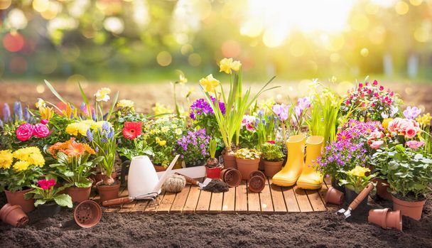 Garden Flowers, Plants and Tools on a Sunny Background. Spring Gardening Works Concept - Фото, изображение