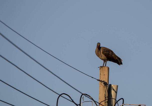 Hadeda ibis appollaiato sopra il palo dell'elettricità
 - Foto, immagini