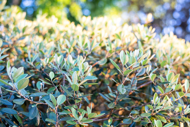 Closeup of feijoa tree shrub. Acca sellowiana or pineapple guava background - Фото, изображение