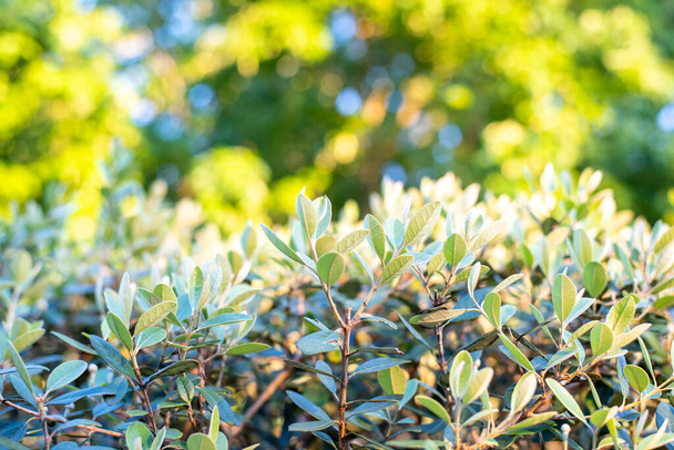 Closeup of feijoa tree shrub. Acca sellowiana or pineapple guava background - Fotó, kép