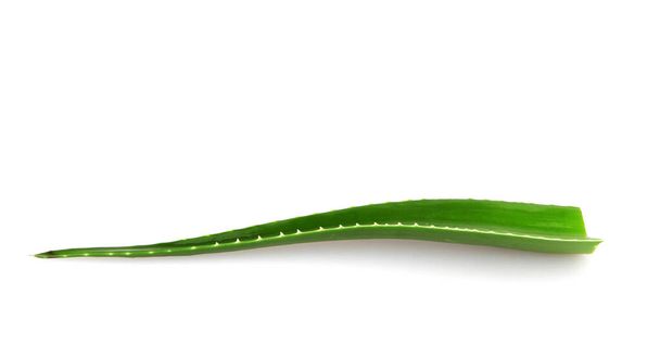Aloe vera kasvi eristetty valkoisella pohjalla. Aloe vera on mehukas Aloe-suvun kasvilaji. Sitä viljellään maatalous- ja lääkekäyttöön. - Valokuva, kuva