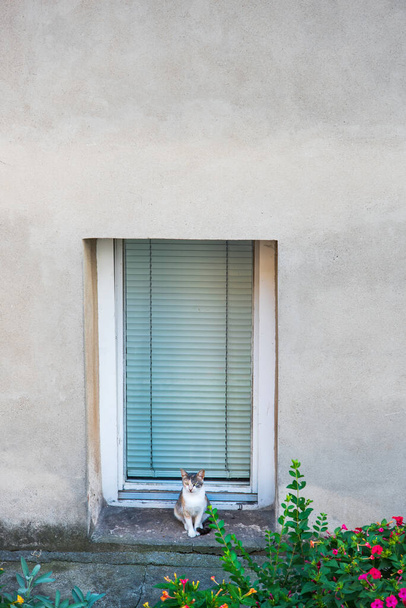 Gato sentado en una ventana frente a la casa en el patio
 - Foto, Imagen
