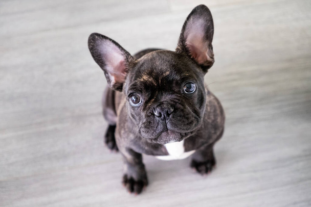 Small white and striped french bulldog puppy - Photo, Image