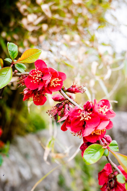 Close up delicado bonito Japonês flores fundo floral, Reino Unido
 - Foto, Imagem