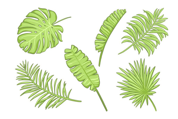 Set of green exotic leaves. Design elements in cartoon style - Vektör, Görsel