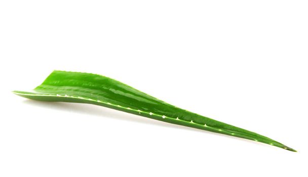 Рослина Aloe vera ізольована на білому тлі. Aloe vera - вид сукулентних рослин з роду Aloe. Його культивують для сільськогосподарських і лікарських цілей. - Фото, зображення