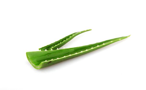 Planta de aloe vera aislada sobre fondo blanco. Aloe vera es una especie de planta suculenta del género Aloe. Se cultiva para usos agrícolas y medicinales - Foto, imagen