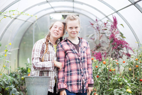   Έφηβες δίδυμες αδελφές που εργάζονται στο θερμοκήπιο με λαχανικά.  - Φωτογραφία, εικόνα