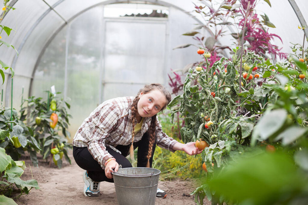  teenage girl working in   greenhouse with vegetables.  - Photo, Image