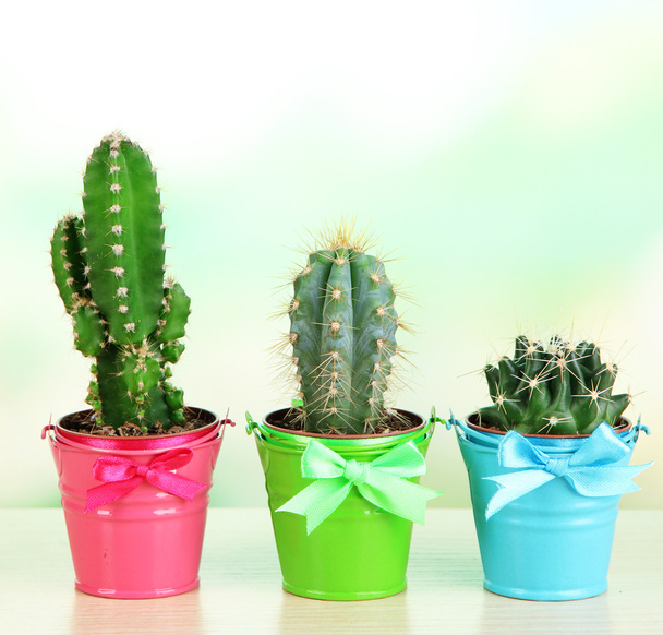 Collection of cactuses in bright pails on wooden table - Foto, immagini
