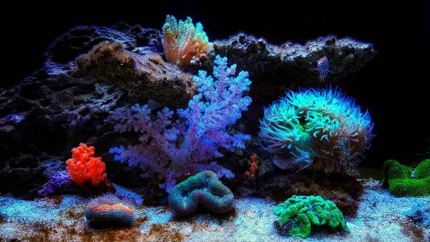 夢のカラフルなサンゴ礁水族館タンク - 写真・画像