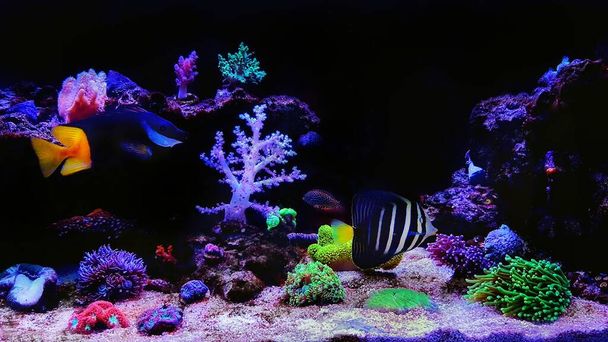 Hämmästyttävä unelma värikäs koralliriutta akvaario säiliö
 - Valokuva, kuva