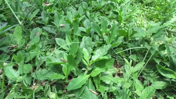 Sonchus Arvensis (Perennial sow, field milk thistle, field sowthistle, perennial sow-thistle, corn sow thistle, dindle, gutweed, swine thistle, tree sow thistle). Beneficial for wounds, cancer, cough. - Footage, Video