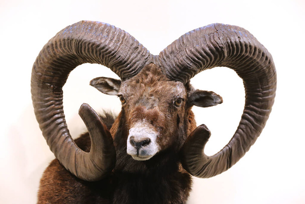 Κεφάλι πυροβόλησε από κοντά δύο ενήλικα αρσενικό mouflon στον τοίχο ως ταρίχευση. Κυνήγι taxidermy τρόπαιο αντικείμενα λεπτομέρεια απομονωμένο - Φωτογραφία, εικόνα
