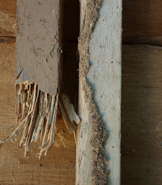 Termite mud tube to the right,  and termite wood damage on the left                                - Φωτογραφία, εικόνα