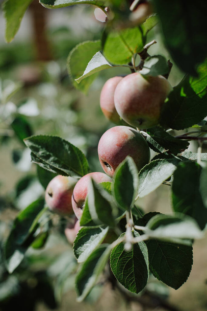 apple tree branch harvest season juicy fruit variety - Photo, image