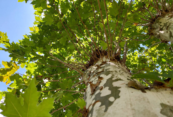 Die Kochbananen sind Bäume der Gattung Platanus, der Familie Platanaceae. Sie sind typisch für subtropische und gemäßigte Klimazonen. Im Allgemeinen sind sie Bäume von dekorativem Interesse. - Foto, Bild