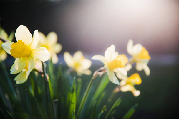 Beautiful yellow narcissus flower with fresh green leaves in bright loght with dark background copy space - Photo, Image