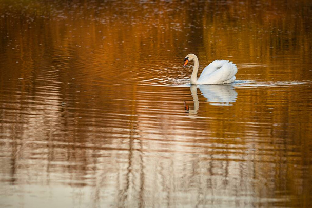 Ruhige Landschaft mit einem weißen stummen Schwan, der an einem Frühlingsabend in warmen orangen Farben in einem See schwimmt und Wasser trinkt. Spiegelung des Vogels im Wasser.  - Foto, Bild