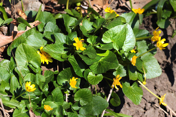 春の森の中のセランディンやフィカリア・ヴェルナよりも黄色の花 - 写真・画像