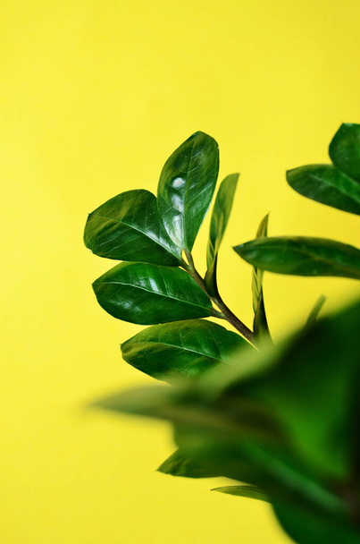 green leaves of houseplants on a yellow background close-up vertical orientation - Zdjęcie, obraz
