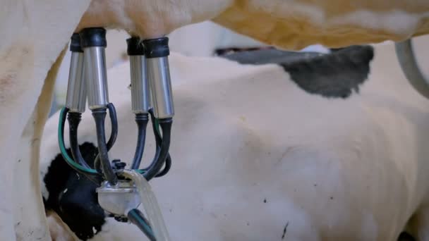 牛酪農場の自動化された牛の搾乳設備 - 映像、動画