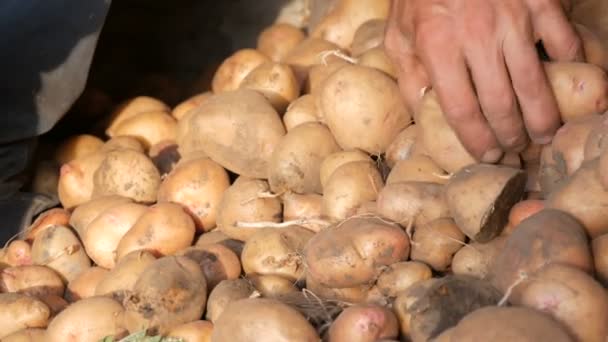 Rolnicy silne ręce sortować dobry wybór dużych ziemniaków w hangarze. Zbiory ziemniaków jesienią - Materiał filmowy, wideo